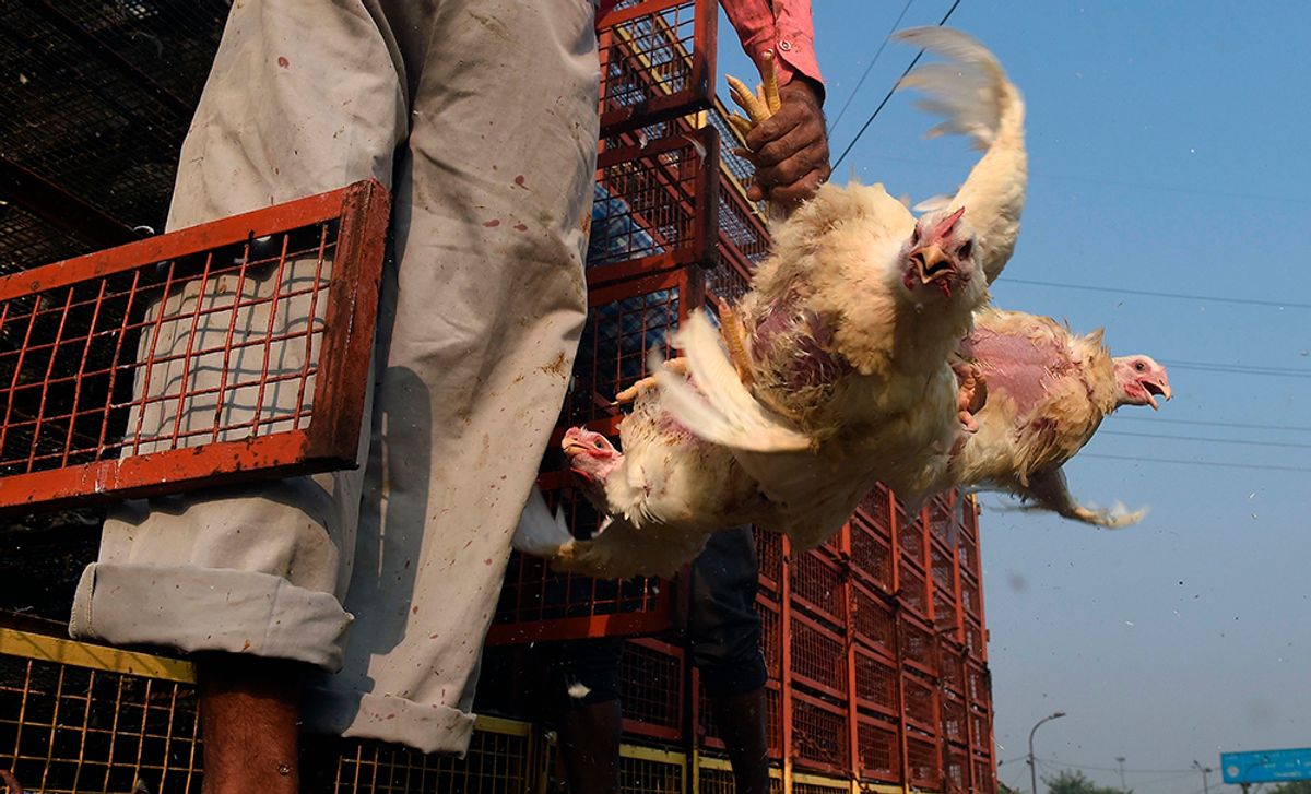 An Indian vendor puts a chicken in a cage at a poultry market in New Delhi on October 24, 2016.New Delhi zoo was temporarily closed after two birds died of bird flu, a month after India declared itself free of the disease. Most strains of bird flu do not usually infect humans, according to the World Health Organization. But the H5 strain of the virus -- found in the zoo's birds -- can cause fever, cough, sore throat, pneumonia, respiratory disease and sometimes death. / AFP / PRAKASH SINGH        (Photo credit should read PRAKASH SINGH/AFP/Getty Images) (Afp/getty Images)