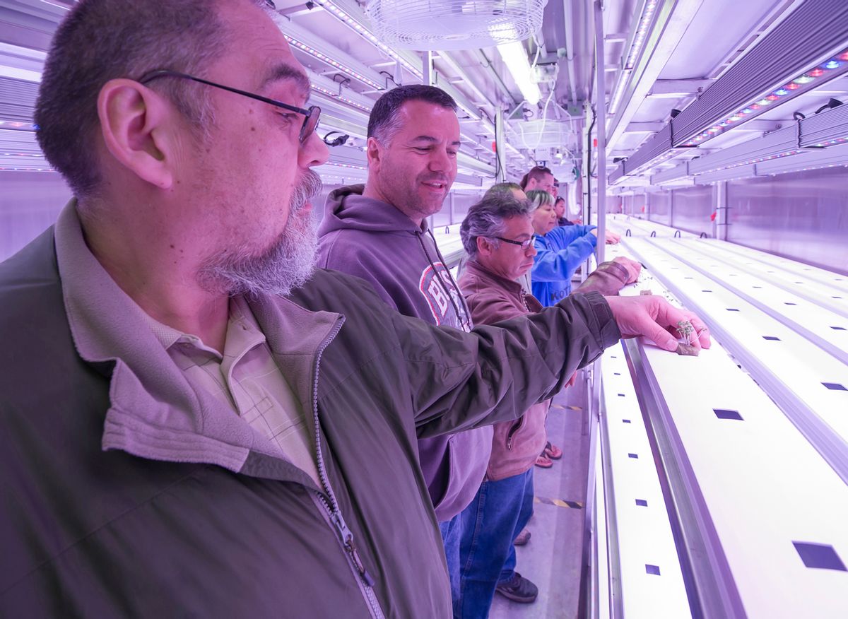 In this May 28, 2016 photo provided by Will Anderson, members of a local Alaska Native corporation board from left, Martin Shroyer, Calvin Schaeffer, Claude Wilson, Harold Lambert and Kathy Sherman watch the first crop planting inside the corporation's new indoor hydroponics farm in Kotzebue, Alaska. The goal of the venture is to grow kale, lettuces and other greens year-round, despite the region's unforgiving climate. (Will Anderson via AP) (AP)