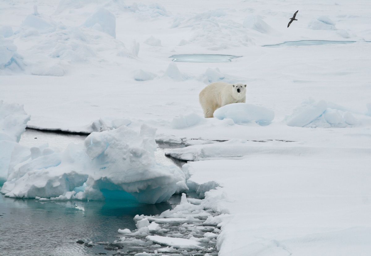 FILE - In this Friday June 13, 2008 file photo, a polar bear stands on an ice floe near the Arctic archipelago of Svalbard, Norway. Scientists said Friday, Nov. 25, 2016 that Svalbard has seen such extreme warmth this year that the average annual temperature could end up above freezing for the first time on record. (AP Photo/Romas Dabrukas, File) (AP)