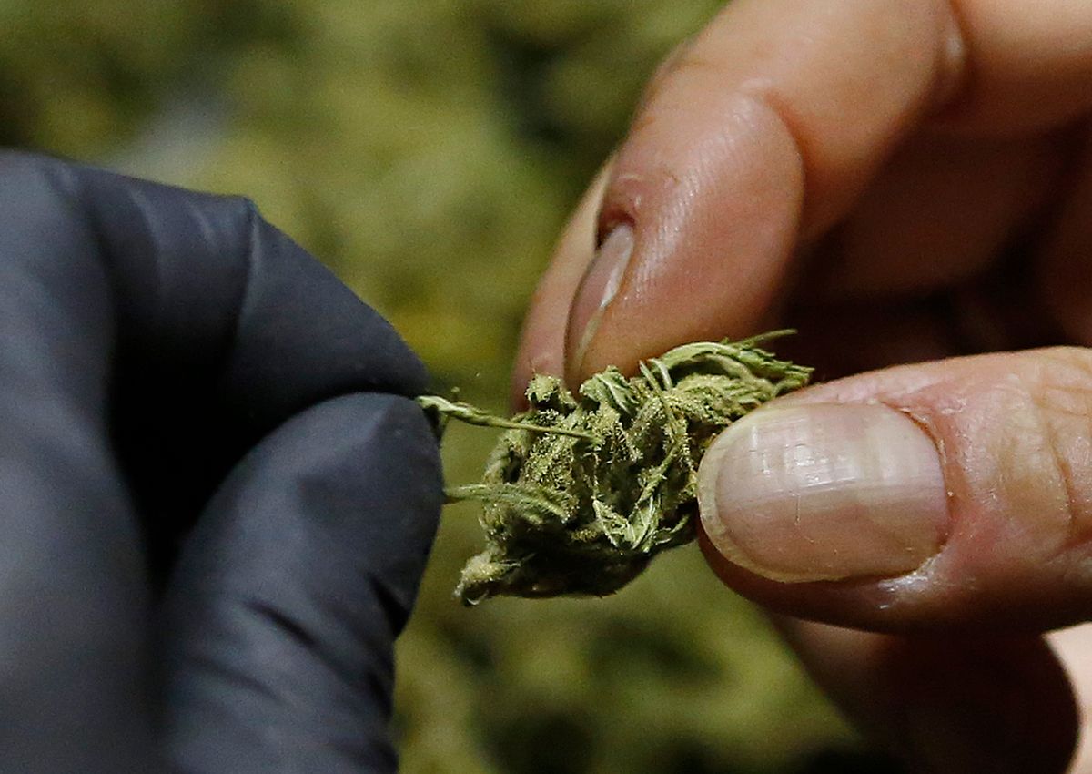 FILE - In this Thursday, Oct. 13, 2016, file photo, Nikki Lastreto trims "little buds" from last season's harvest at her home near Laytonville, Calif. San Jose joined other cities on Nov. 1, 2016, by banning pot shops ahead of Tuesday’s vote on whether to legalize the drug in California. (AP Photo/Rich Pedroncelli, File) (AP)