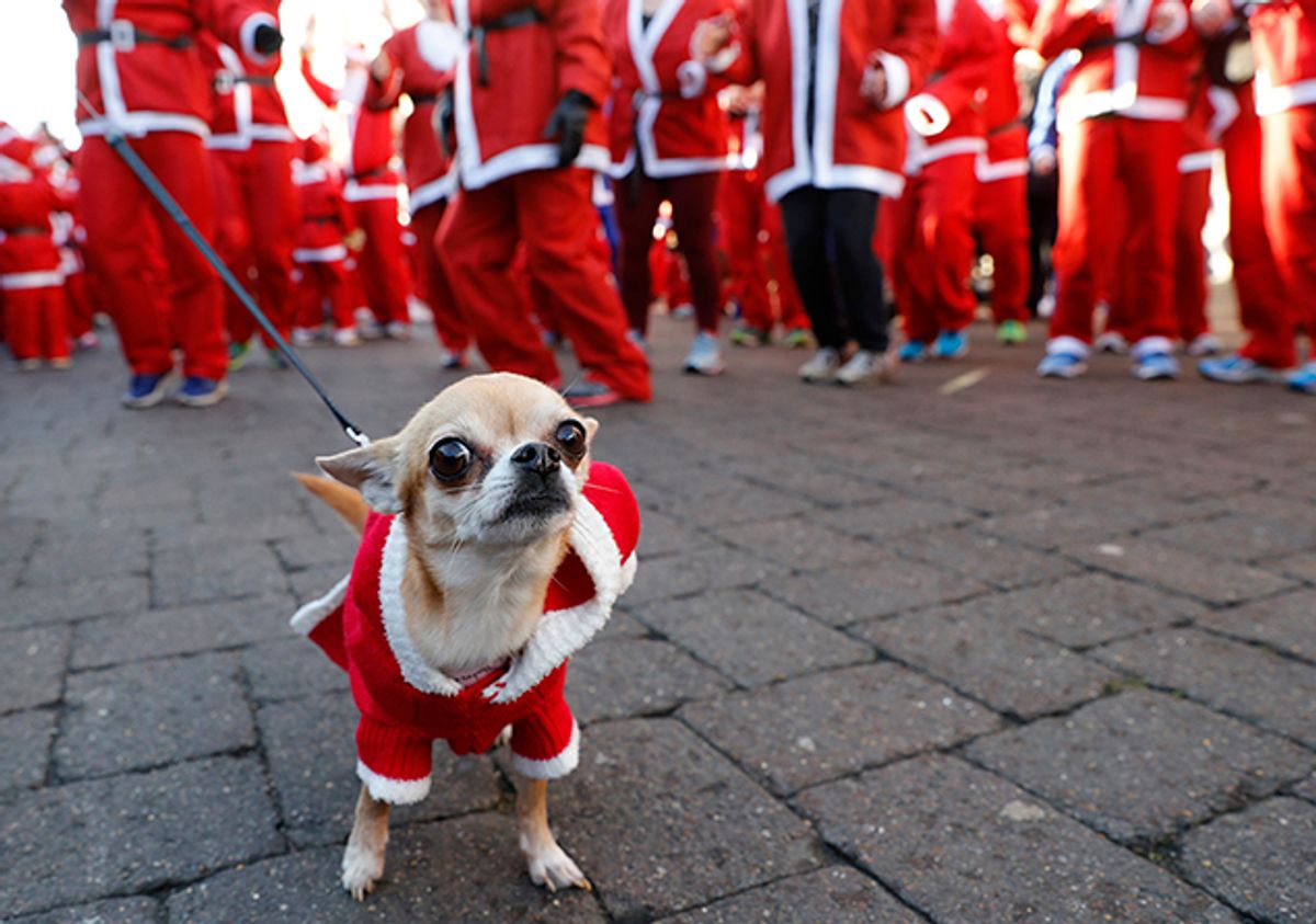 A dog with a Santa hat waits with its owner to start the annual charity Santa run in Loughborough, Britain (Reuters)