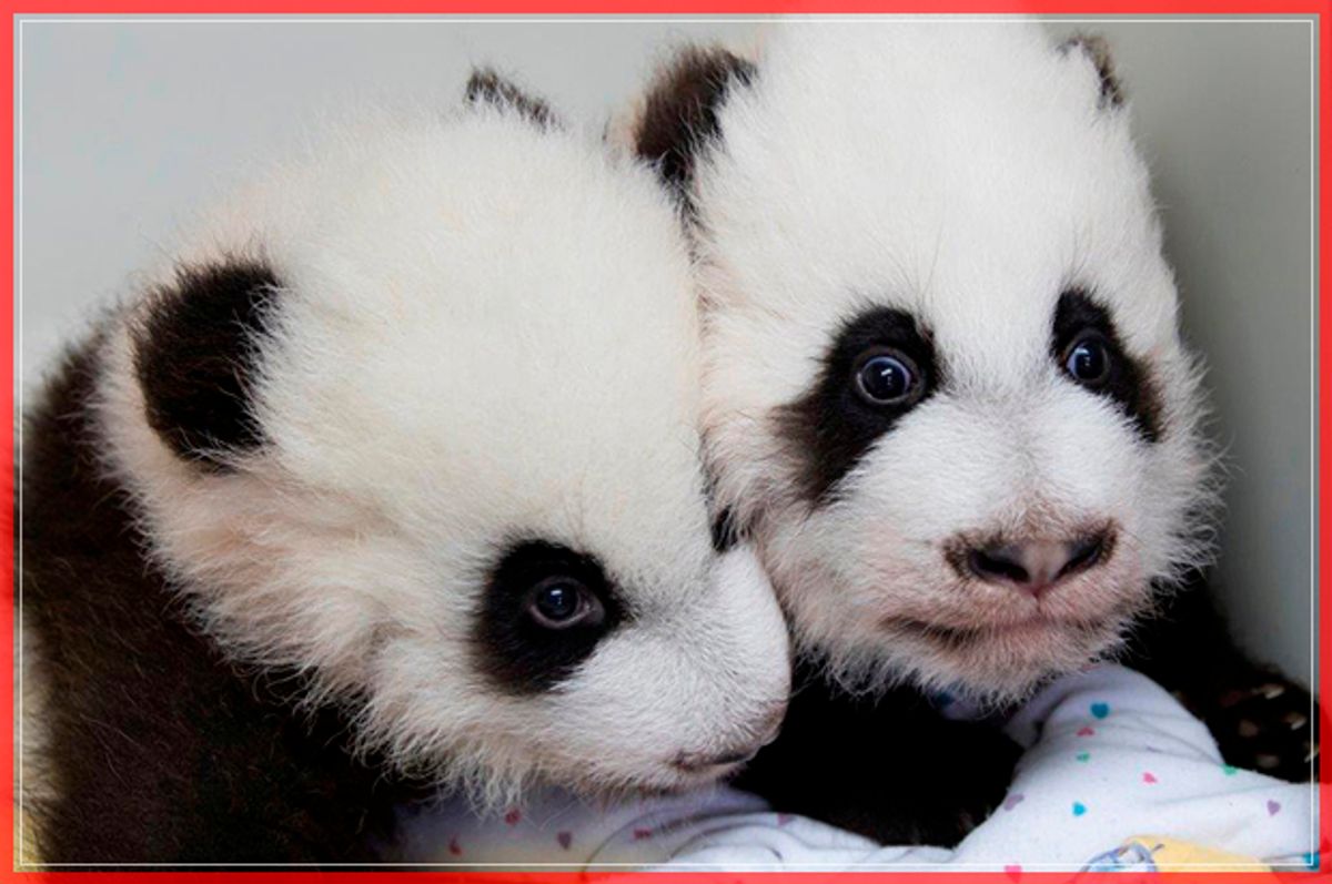 Giant panda twins Ya Lun and Xi Lun are seen in this handout photo provided December 12, 2016.  Courtesy of Zoo Atlanta/Handout via REUTERS    ATTENTION EDITORS - THIS IMAGE WAS PROVIDED BY A THIRD PARTY. EDITORIAL USE ONLY. NO RESALES. NO ARCHIVE. - RTX2UOZZ (Reuters)