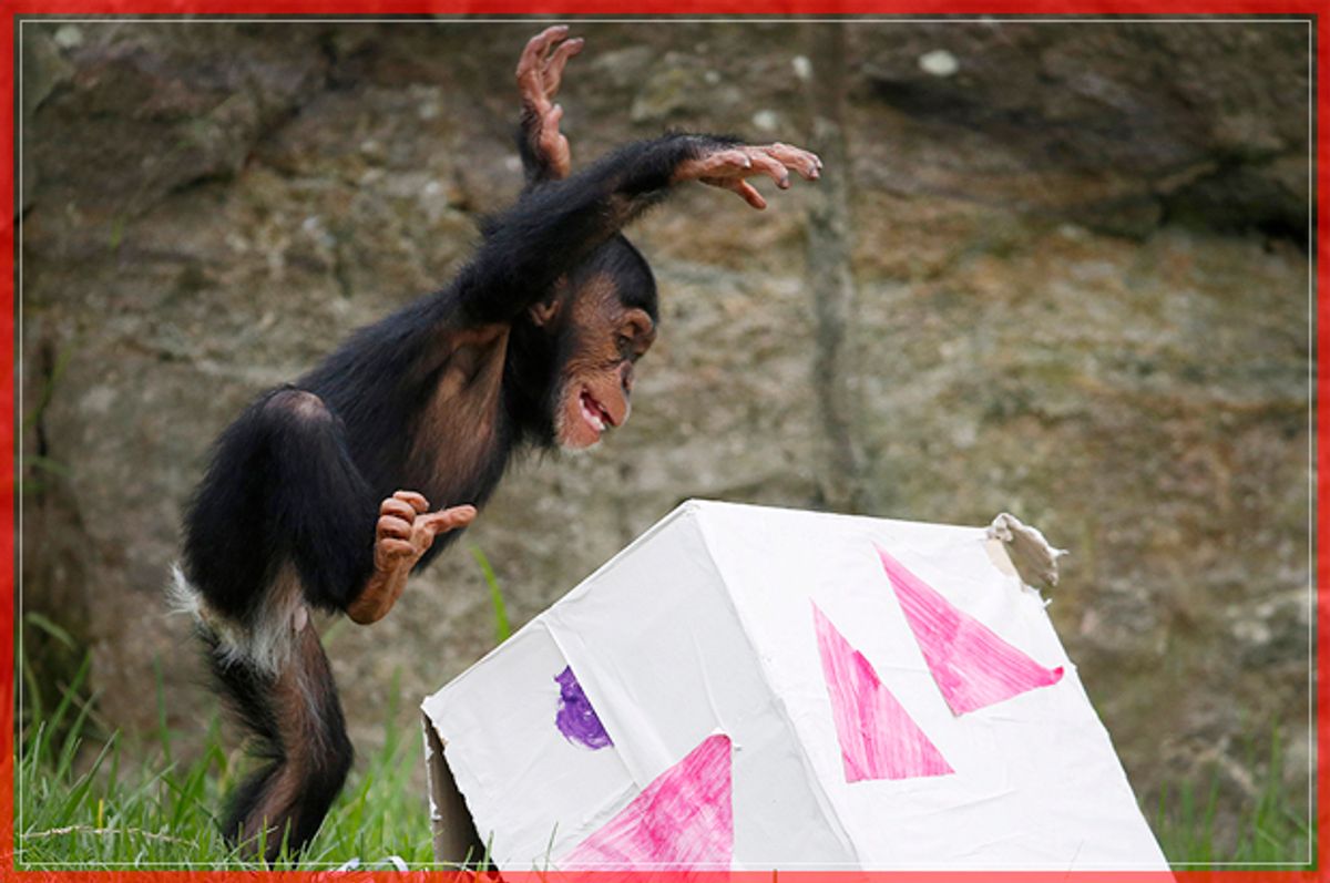 A 13-month-old chimp named Fumo leaps onto a 'Christmas present' box, which contained food treats, during a Christmas-themed feeding session at Sydney's Taronga Park Zoo, December 9, 2014. Fumo, meaning either "chief" or "spear" in Swahili, is one of the latest additions to the zoo's successful primate breeding program. REUTERS/Jason Reed   (AUSTRALIA - Tags: SOCIETY ANIMALS) - RTR4H72M (Reuters)
