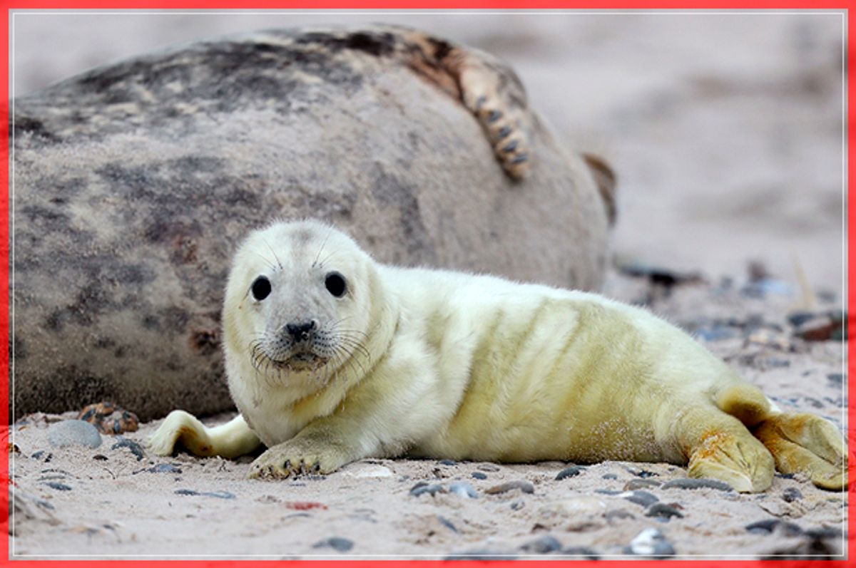 HELGOLAND, GERMANY - DECEMBER 16:  Mother and pup Atlantic grey seals (Halichoerus grypus - in German: Kegelrobbe) lie on the beach on December 16, 2016 on the Duene portion of Heligoland archipelago, Germany. A local environmental organization claims a record number of pups are being born this season, with 325 recorded as of December 15. Heligoland (in German: Helgoland) lies approximately 70km off the German coast in the North Sea.  (Photo by Sean Gallup/Getty Images) (Getty Images)