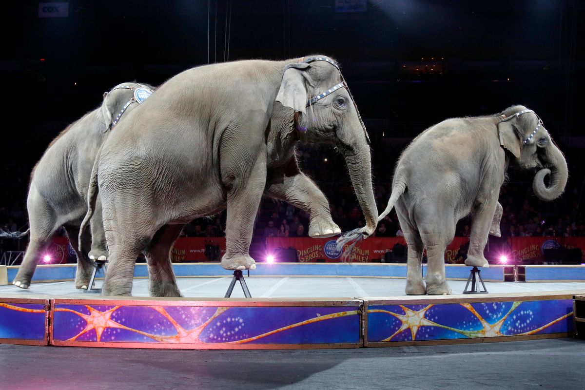 FILE - In this May 1, 2016 file photo, Asian elephants perform for the final time in the Ringling Bros. and Barnum &amp; Bailey Circus in Providence, R.I. The Ringling Bros. and Barnum &amp; Bailey Circus will end "The Greatest Show on Earth" in May 2017, following a 146-year run. Declining attendance combined with high operating costs, along with changing public tastes and prolonged battles with animal rights groups all contributed to its demise. (AP Photo/Bill Sikes, File) (AP)