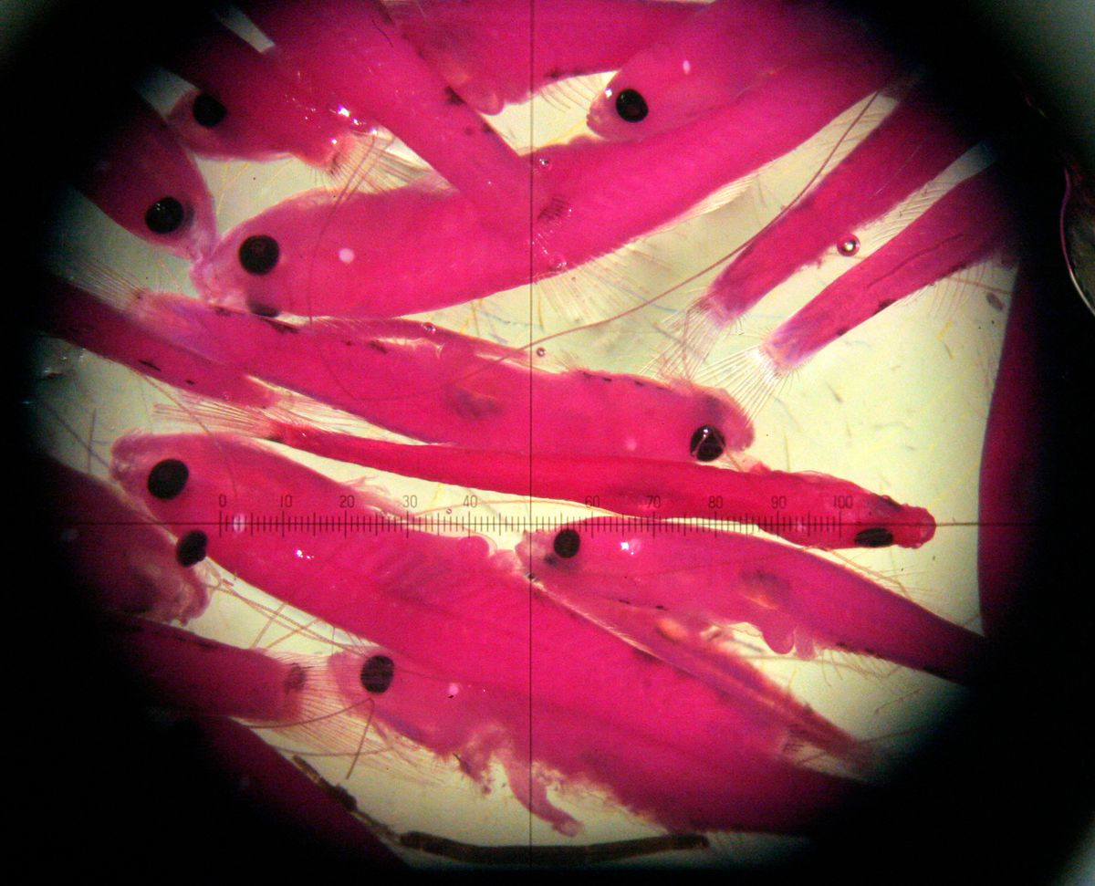 FILE - In this July 25, 2005, file photo, tiny fish, including delta smelt, caught in the Sacramento-San Joaquin River Delta, are seen through a microscope at a California Department of Fish and Game laboratory in Stockton, Calif. In control of Congress and soon the White House, Republicans are readying plans to roll back the influence of the Endangered Species Act, one of the government's most powerful conservation tools, after decades of complaints that it hinders drilling, logging and other activities. (AP Photo/Rich Pedroncelli, File) (AP)