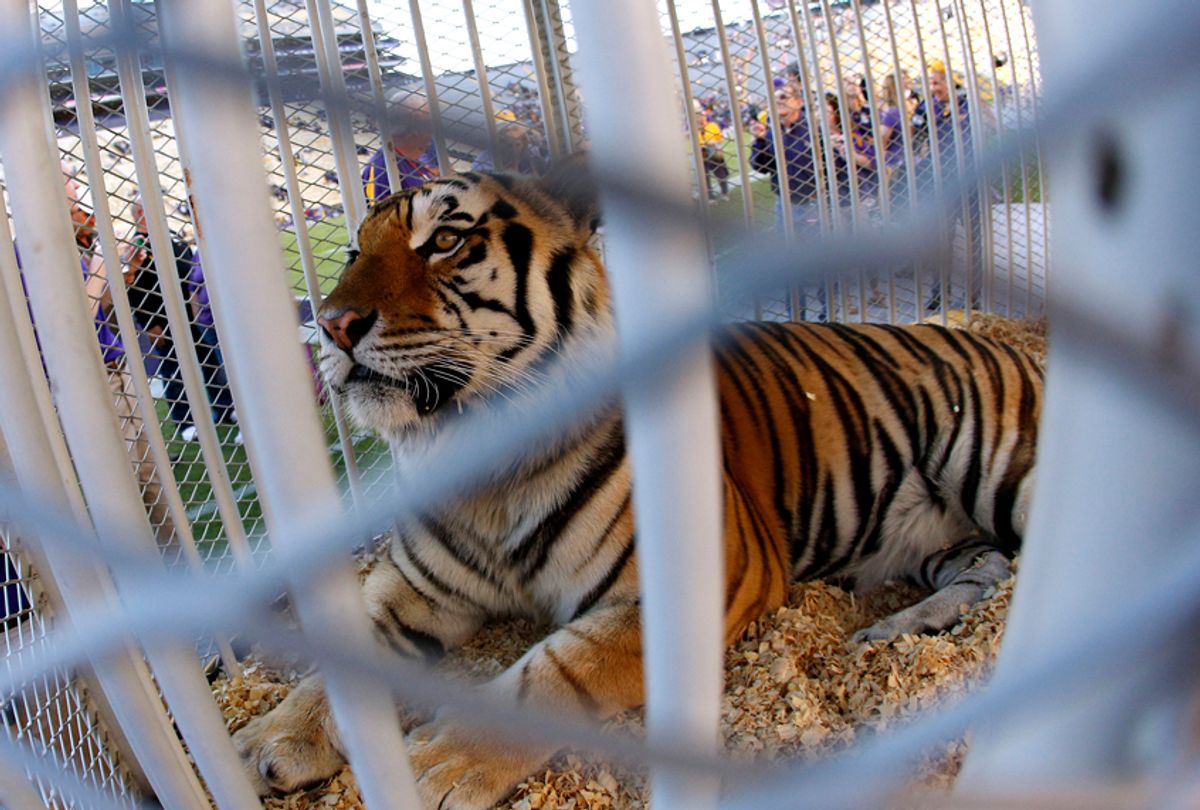 LSU's Mike the Tiger. (AP/Jonathan Bachman)