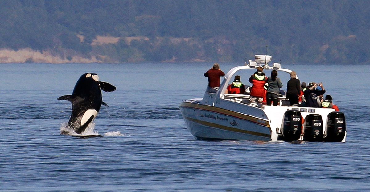 NextImg:An expert explains why killer whales keep attacking boats