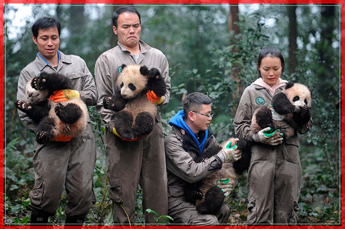 Researchers hold giant panda cubs during an event to celebrate China's Lunar New Year in a research base in Ya'an, Sichuan province, China January 11, 2017. China Daily via REUTERS ATTENTION EDITORS - THIS PICTURE WAS PROVIDED BY A THIRD PARTY. CHINA OUT. NO COMMERCIAL OR EDITORIAL SALES IN CHINA - RTX2YG73 (Reuters)