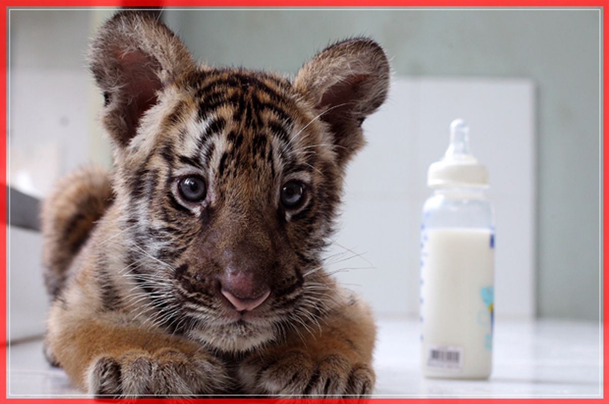 Sari, two-month-old Bengal tiger cub, sits at a nursery in Bali Zoo in Bali, Indonesia, Monday, Jan. 16, 2017. Sari was born on November 9 last year. (AP Photo/Firdia Lisnawati) (AP)