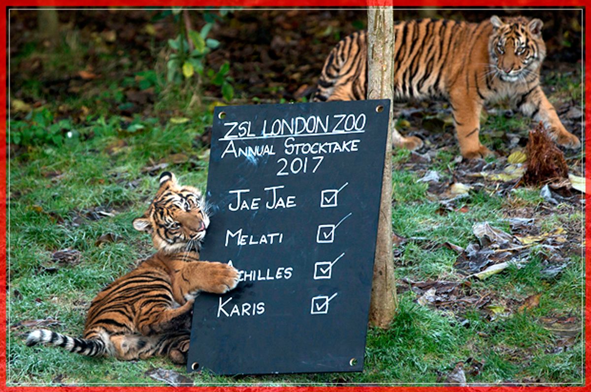 A Sumatran Tiger cub is pictured playing with the board during the annual stocktake photocall at London Zoo in central London on January 3, 2017. 
The compulsory annual count is required as part of the zoo's licence. / AFP / Daniel LEAL-OLIVAS        (Photo credit should read DANIEL LEAL-OLIVAS/AFP/Getty Images) (Afp/getty Images)