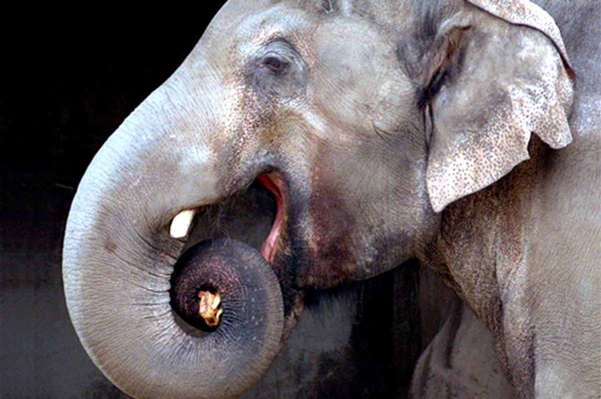 Packy, the elephant    (AP/John Gress)