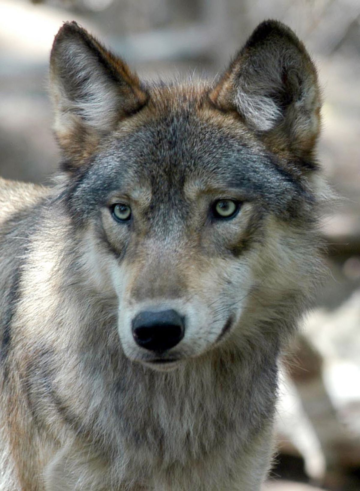 FILE - This July 24, 2006 file photo shows a gray wolf at the Wildlife Science Center in Forest Lake, Minn.  (AP Photo/Dawn Villella, file) (AP)