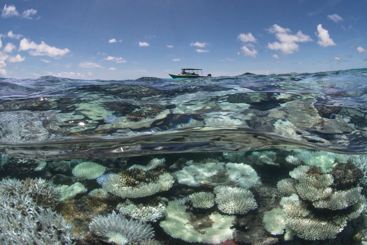 In this May 2016 photo released by The Ocean Agency/XL Catlin Seaview Survey, a boat sails near a coral reef that has been bleached white by heat stress in the Maldives. Coral reefs, unique underwater ecosystems that sustain a quarter of the world's marine species and half a billion people, are dying on an unprecedented scale. Scientists are racing to prevent a complete wipeout within decades. (The Ocean Agency/XL Catlin Seaview Survey via AP) (AP)