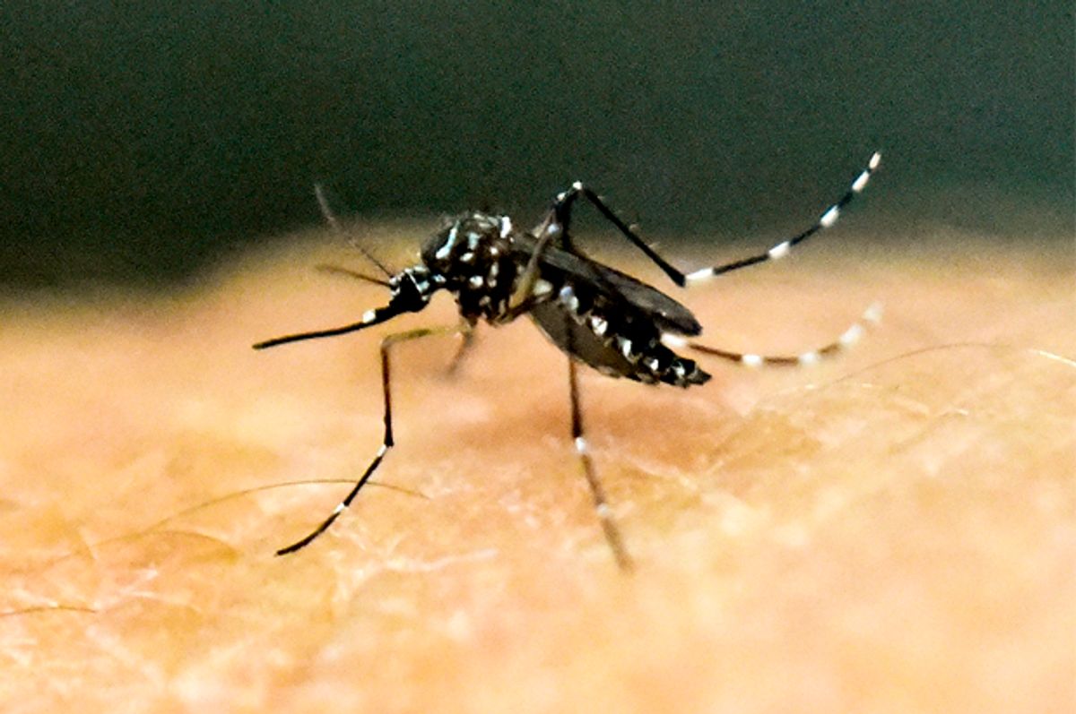 An Aedes Aegypti mosquito   (Afp/getty Images)