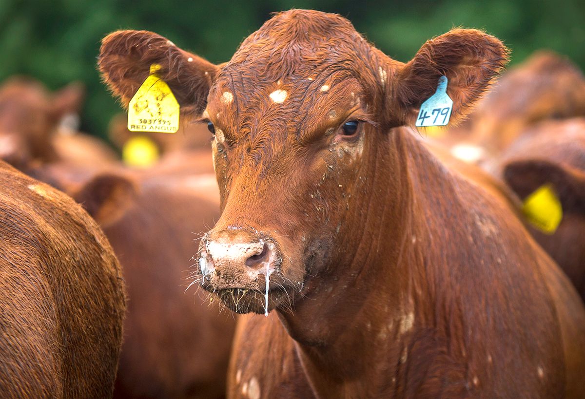 Biotechnology could change the cattle industry. Will it succeed? 