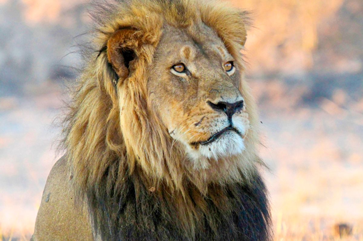 Cecil the Lion, pictured here, was killed in 2015. His son Xanda, was killed by trophy hunters. (AP/Sean Herbert)