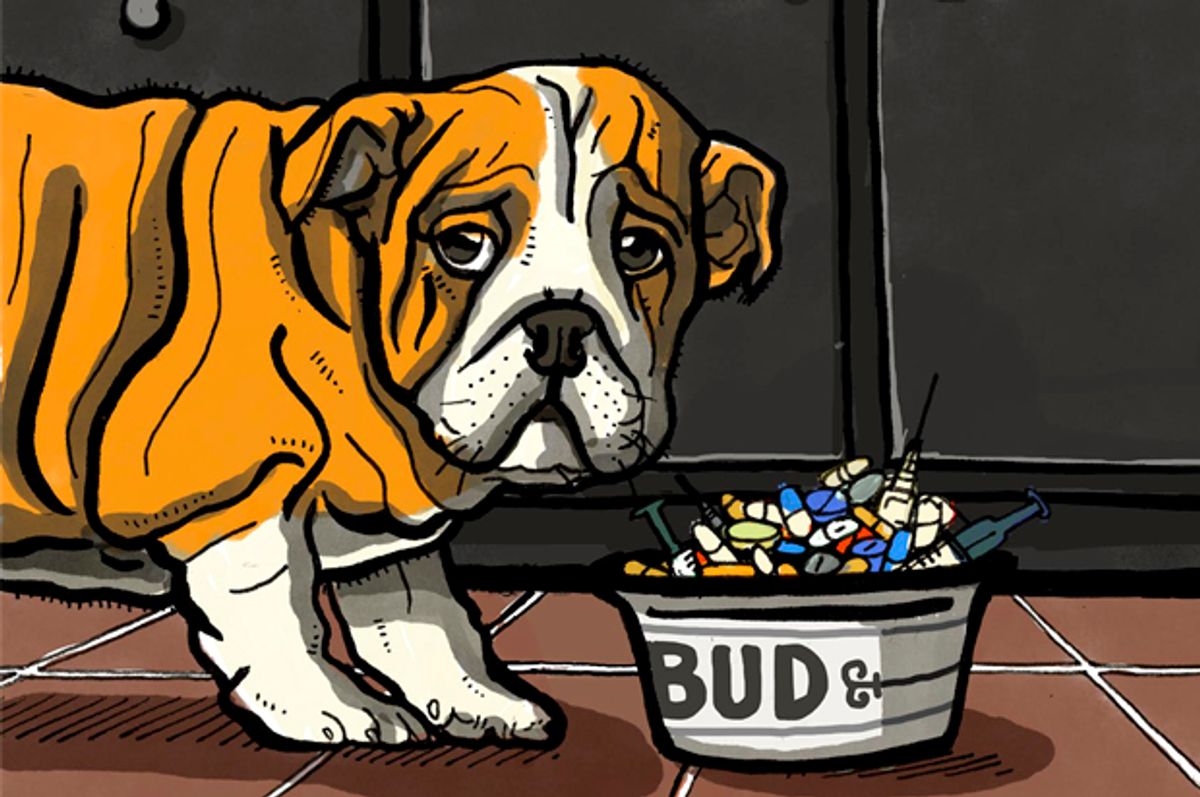 What's really in your dog's food? You probably don't want to know |  