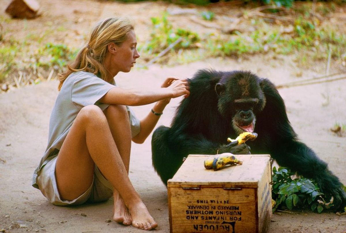 Jane Goodall (National Geographic Creative/ Hugo van Lawick)