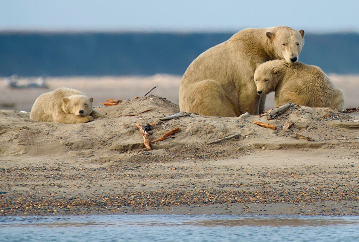 Arctic polar bear and cubs in Arctic National Wildlife Refuge (Getty/sarkophoto)