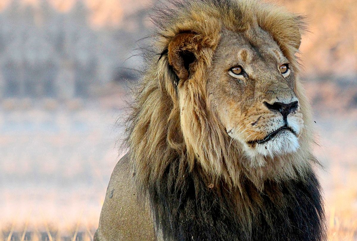 Cecil the Lion (AP/Sean Herbert)