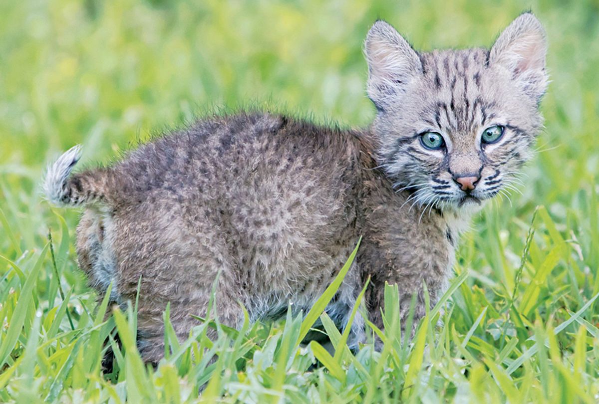 Baby Bobcat Images