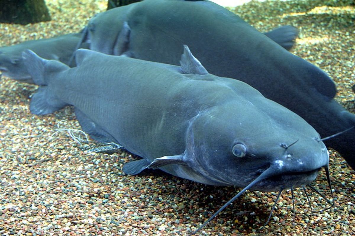Channel catfish (Wikimedia Commons / Ryan Somma)