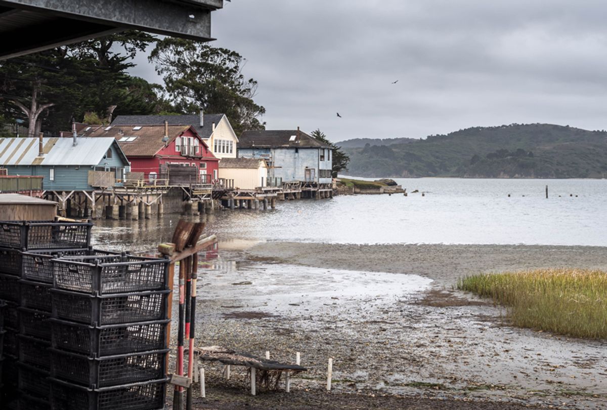Tomales Bay, Hog Island  (Getty Images)