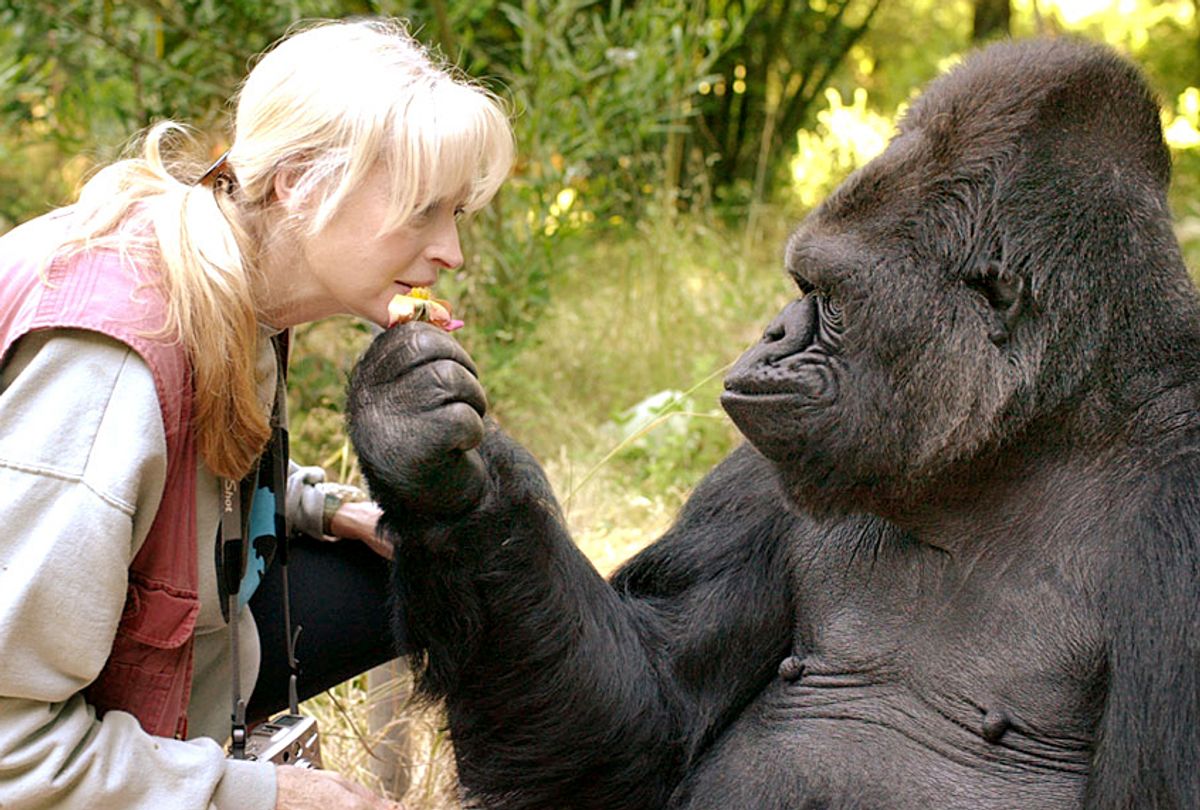 Koko and her Lifelong Teacher and Friend, Dr. Penny Patterson (The Gorilla Foundation)