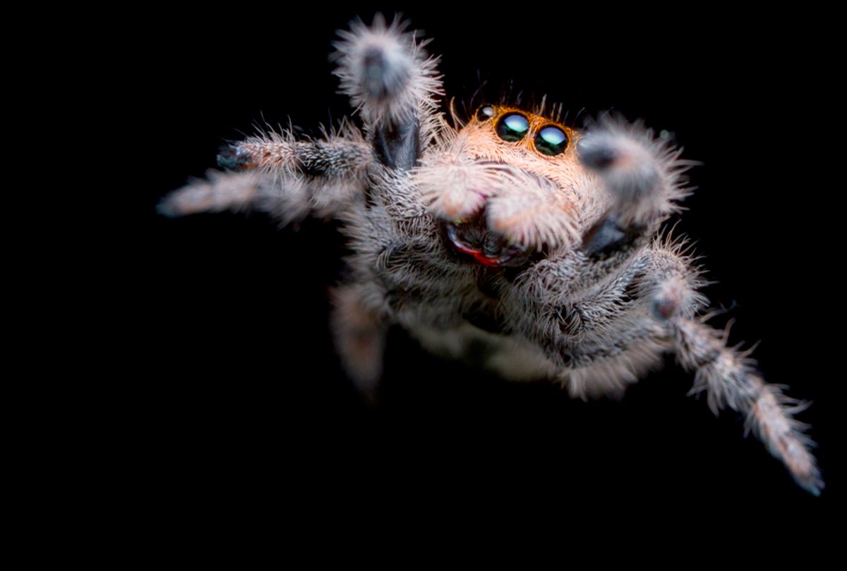 Spiders eat insects tons million each year