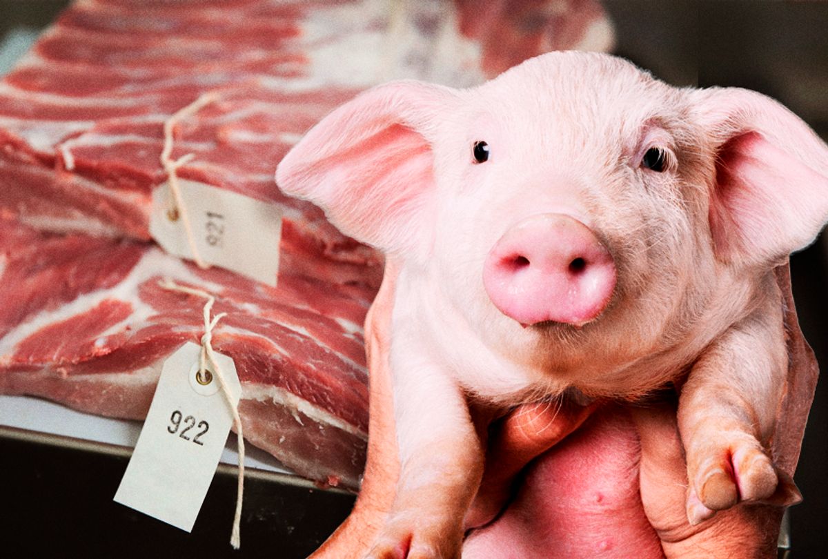 Meeting a "wonder pig" made me reconsider eating meat