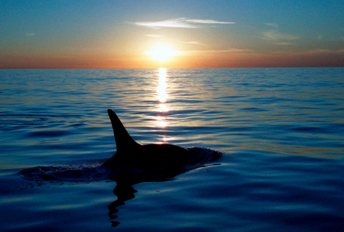 An orca near Catalina Island, Calif., Dec. 12, 1999. (AP)