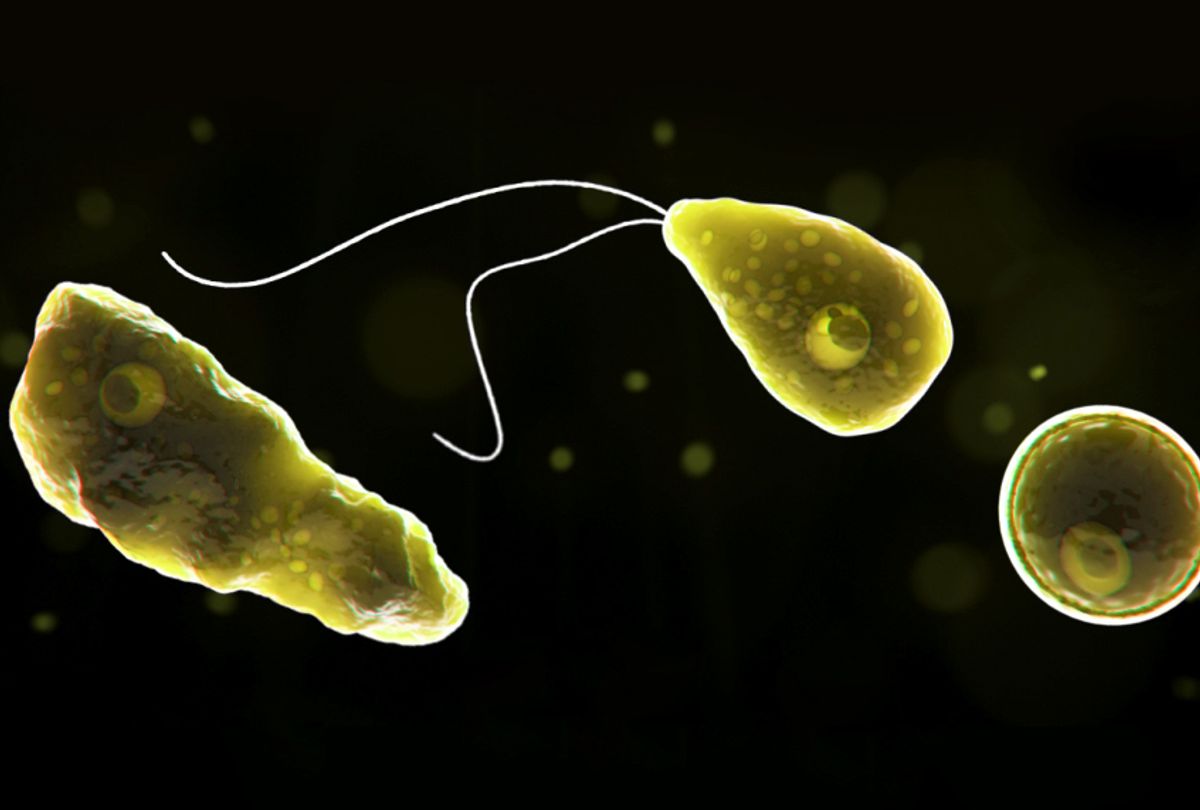 Computer-generated representation of Naegleria fowleri in its ameboid trophozoite stage, in its flagellated stage, and in its cyst stage. (Centers for Disease Control and Prevention)