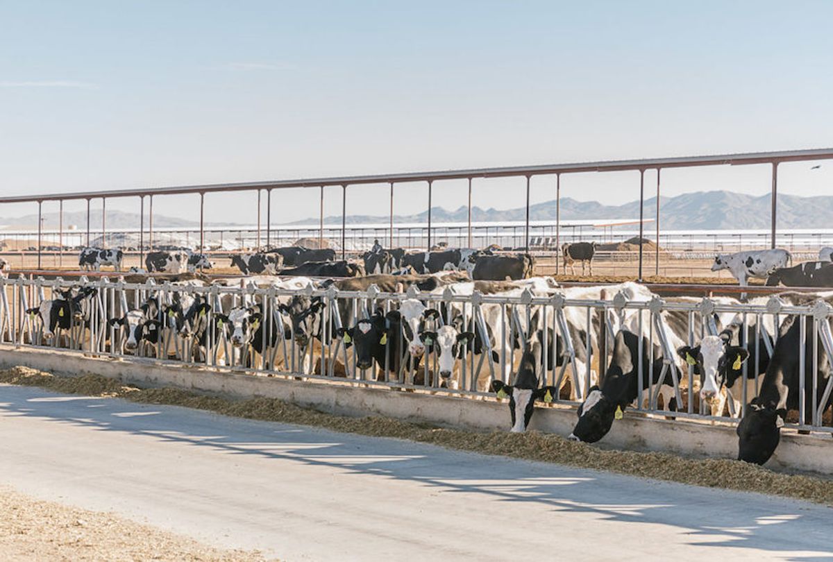  (Kimberley Hasselbrink / Civil Eats)