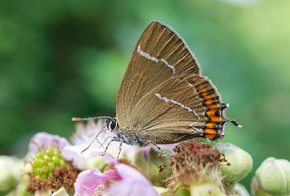 The rare white-letter hairstreak butterfly was spotted in Scotland for the first time since 1884.  (Ian Kirk/Wikipedia)