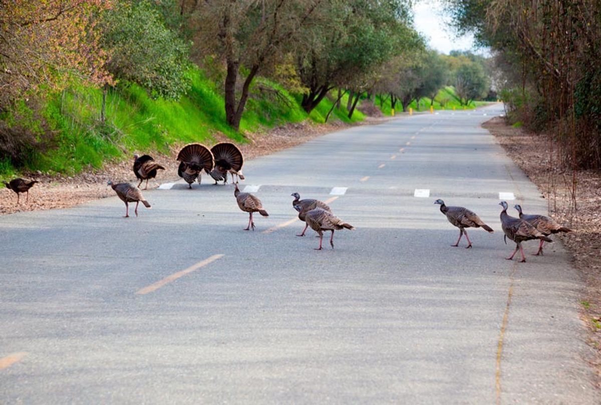 Flock of wild turkeys crossing the street in California. (Getty/slobo)