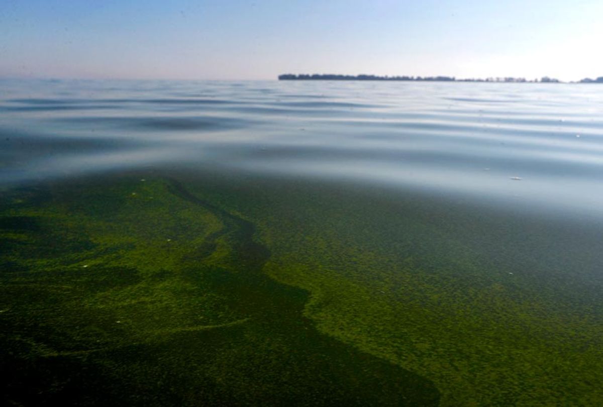 Algae floats on the surface of Lake Erie's Maumee Bay in Oregon, Ohio, on Friday, Sept. 15, 2017.  (AP/Paul Sancya)