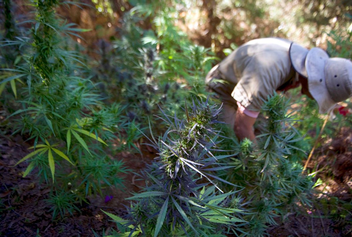 A man grows marijuana plants at a farm. (Getty/Raul Arboleda)