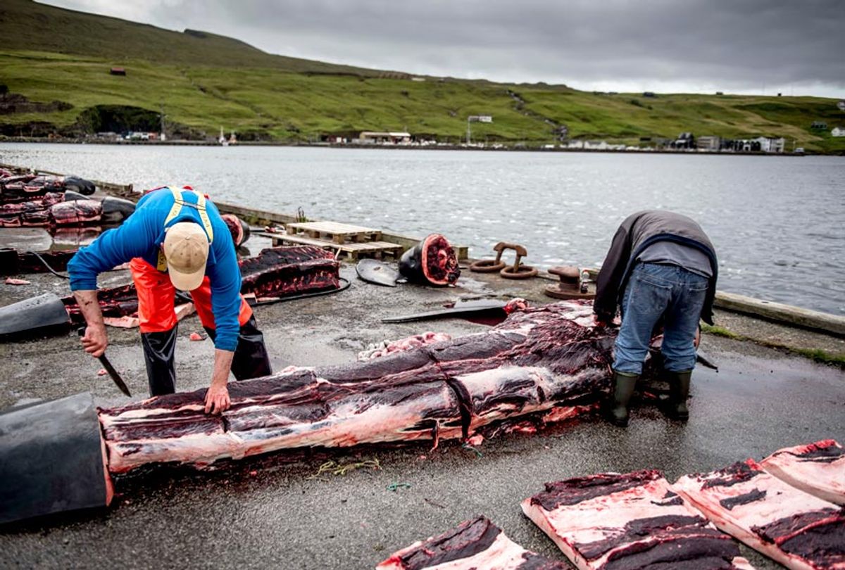 Men skin the body of a pilot whale on the quay in Jatnavegur near Vagar on the Faroe Islands on August 22, 2018 (Getty/Mads Claus Rasmussen)