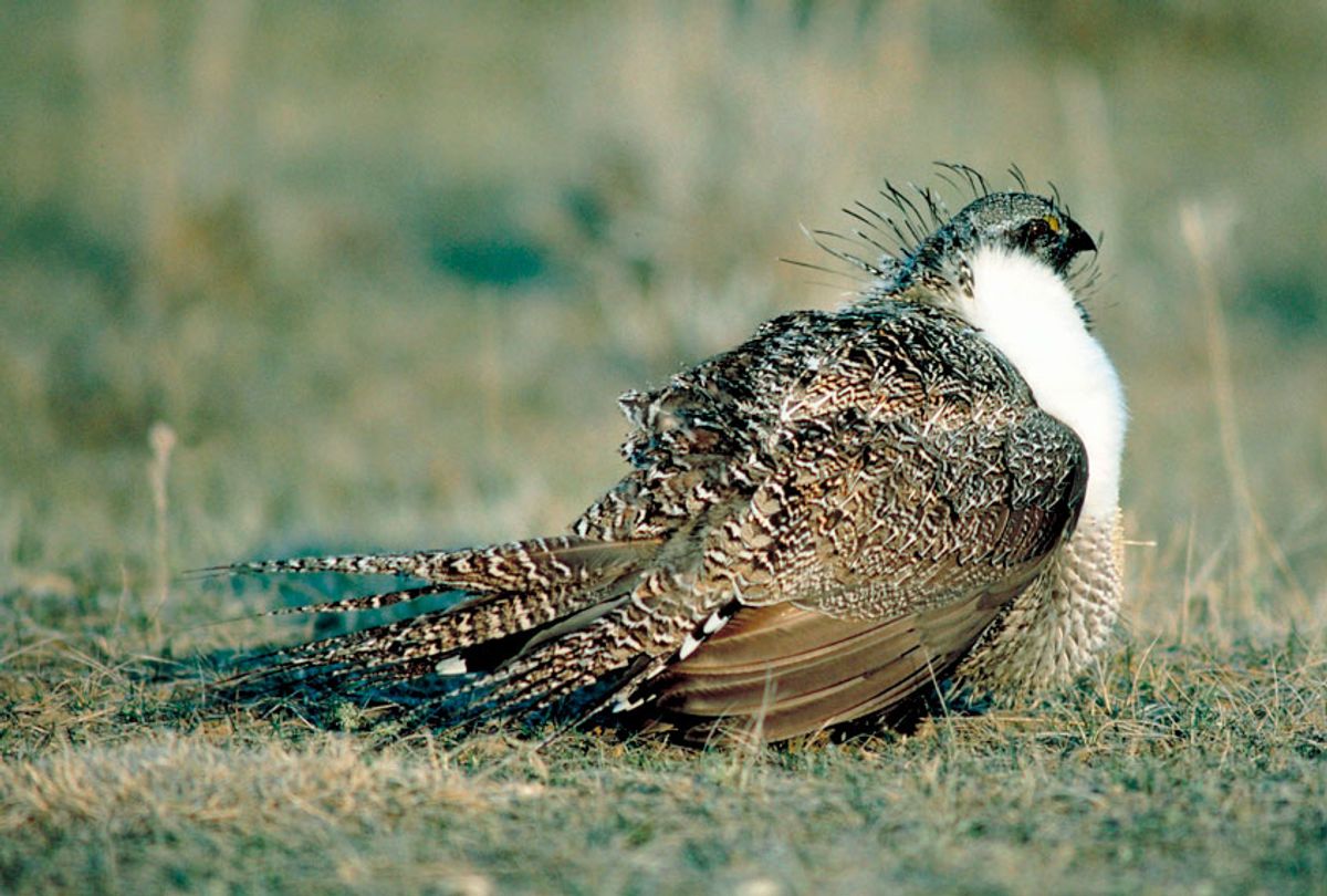 Greater Sage-Grouse (Getty/Jupiterimages)