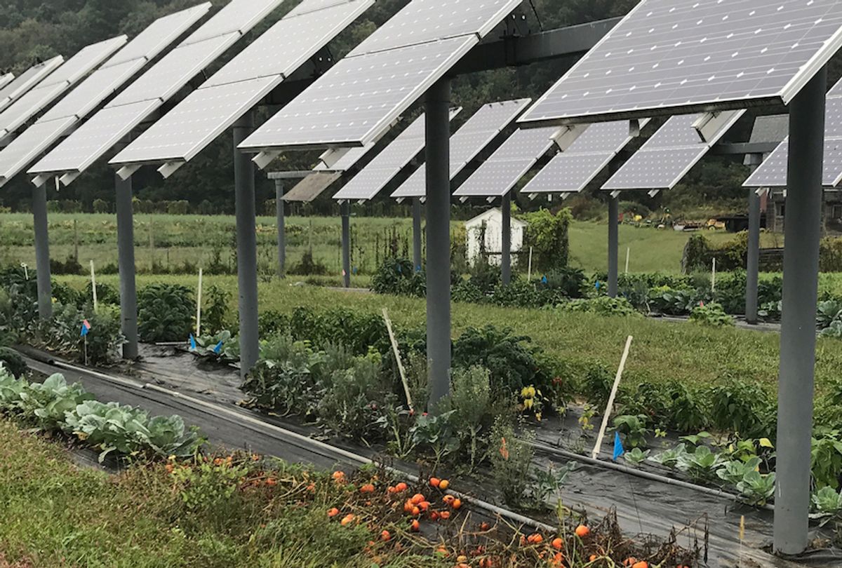 Tomatoes growing under solar panels at the University of Massachusetts. (All photos courtesy of Hyperion Systems.) (Courtesy of Hyperion Systems)