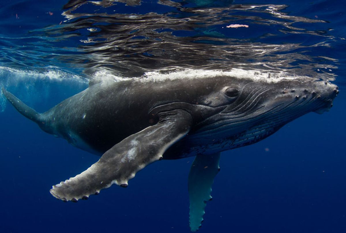 Whale beaching in Amazon jungle fits with recent pattern of whales