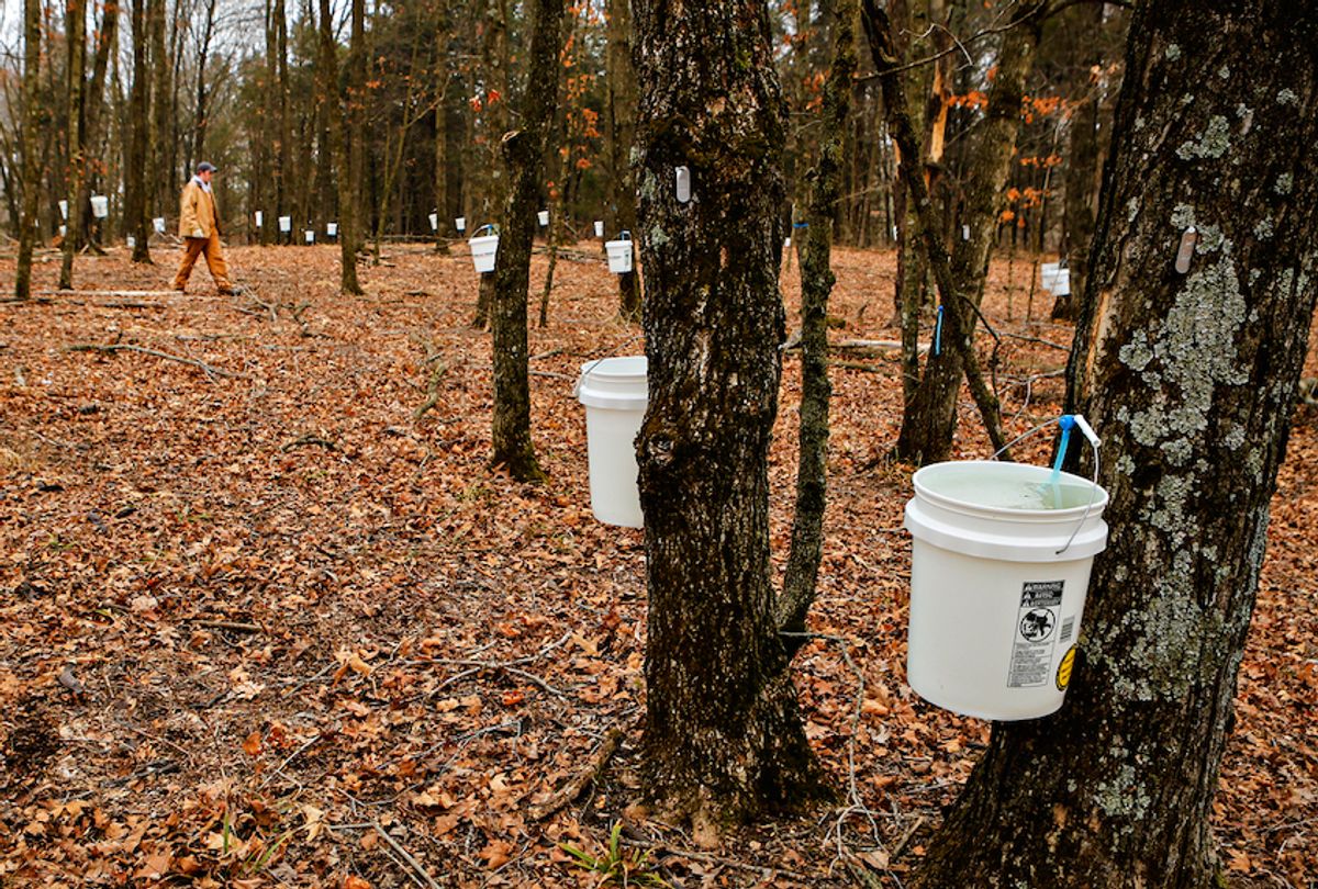University of Missouri students produce maple syrup at Baskett Wildlife Research and Education Center. (Photo CC-licensed by the UM College of Agriculture, Food, and Natural Resources.) (Kyle Spradley)