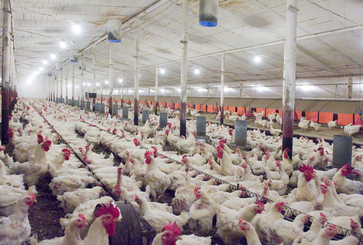 chicken factory farm