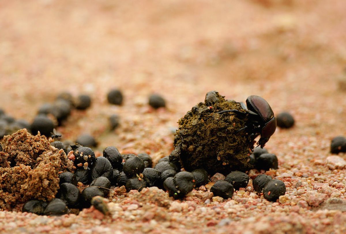 Dung beetles are key to healthy pasture. Now they may also help make produce safer Dung beetles are key to healthy pasture. Now they may also help make produce safer