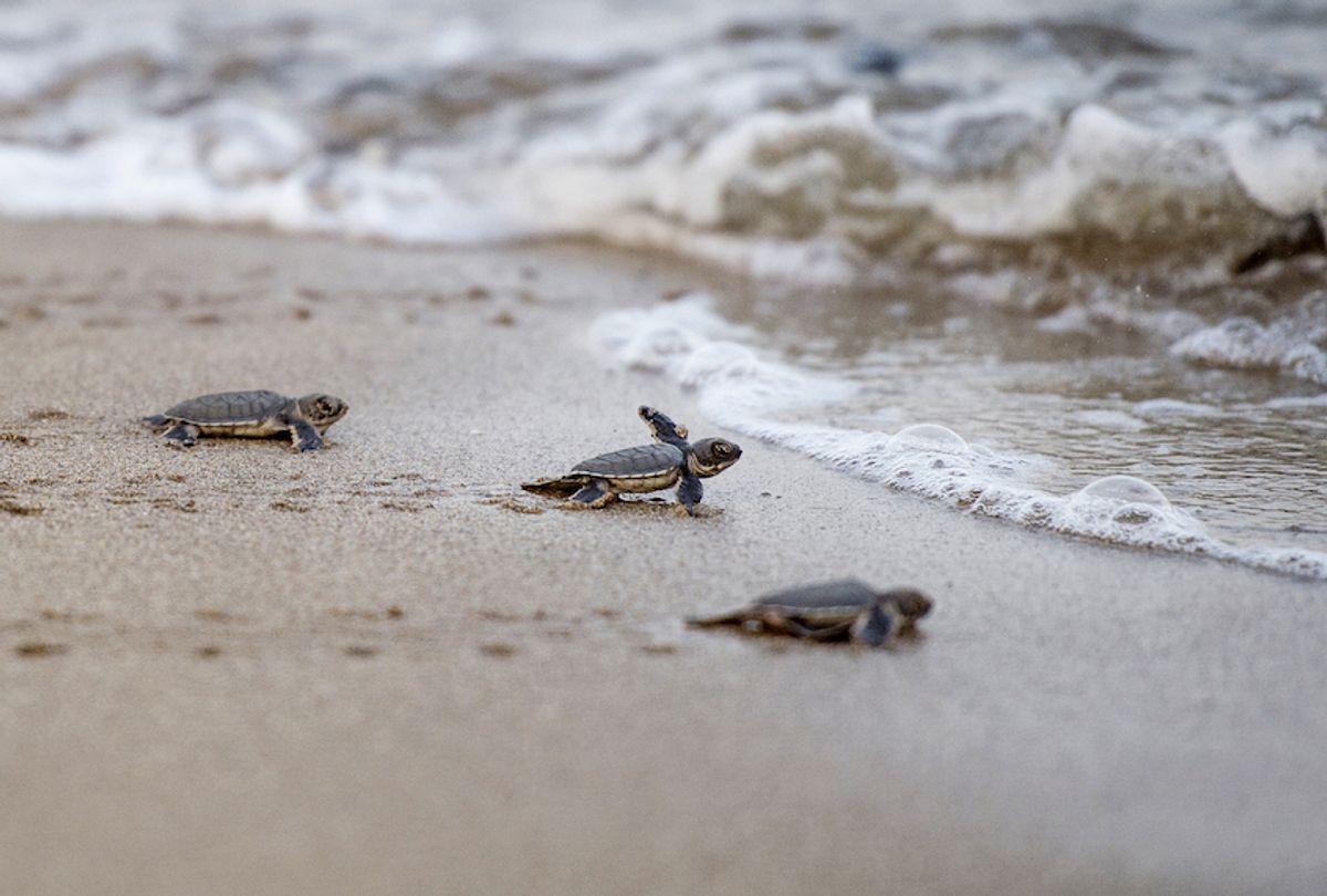  This picture taken on October 18, 2018 shows newborn green turtles heading to the sea after being released from a protected area on Thameehla Island. - Peril plagues the young life of a baby turtle in Myanmar; if the crabs don't get them before they scramble from the beach to the sea, poachers or fishing trawlers may do - while habitat destruction also decimates their numbers. Myanmar's waters boast five of the world's seven sea turtle species, including the critically endangered hawksbill, the endangered green turtle as well as the olive ridley, leatherback and loggerhead turtles, all listed as vulnerable. (Photo by Ye Aung THU / AFP) / PHOTO ESSAY by Ye Aung THU        (Photo credit should read YE AUNG THU/AFP/Getty Images) (Ye Aung Thu/AFP/Getty Images))