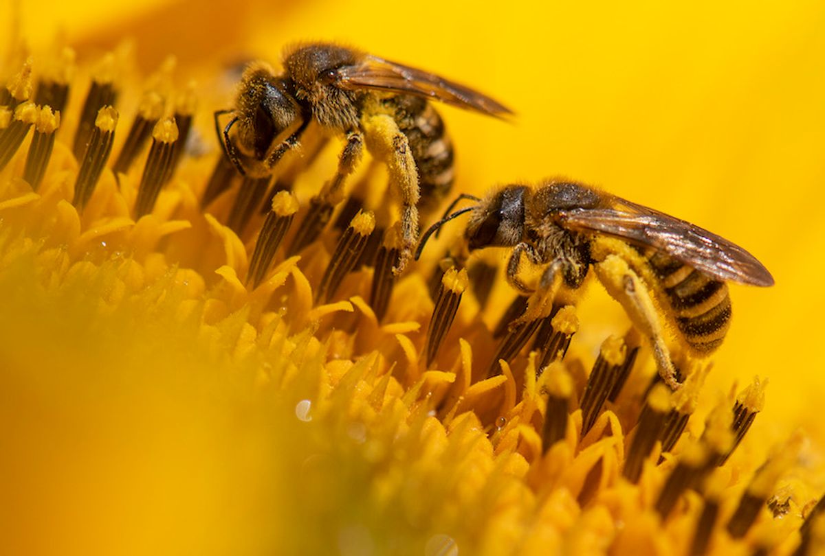 A picture taken on July 4, 2019 shows bees collecting nectar on a sunflower in a field in Weisskirchen, Germany.  (Boris Roessler/AFP/Getty Images)