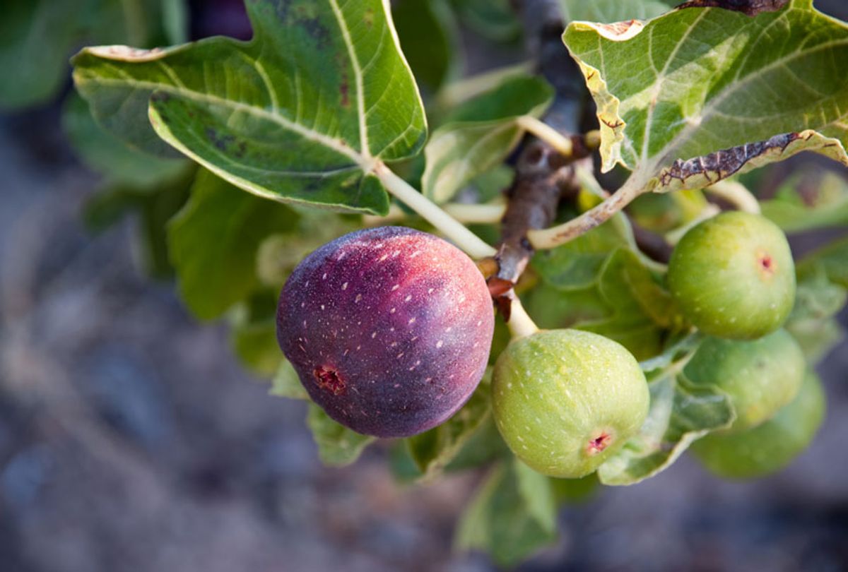 fish-roasted-in-fig-leaves-is-a-gift-from-the-world-s-first-food-snob