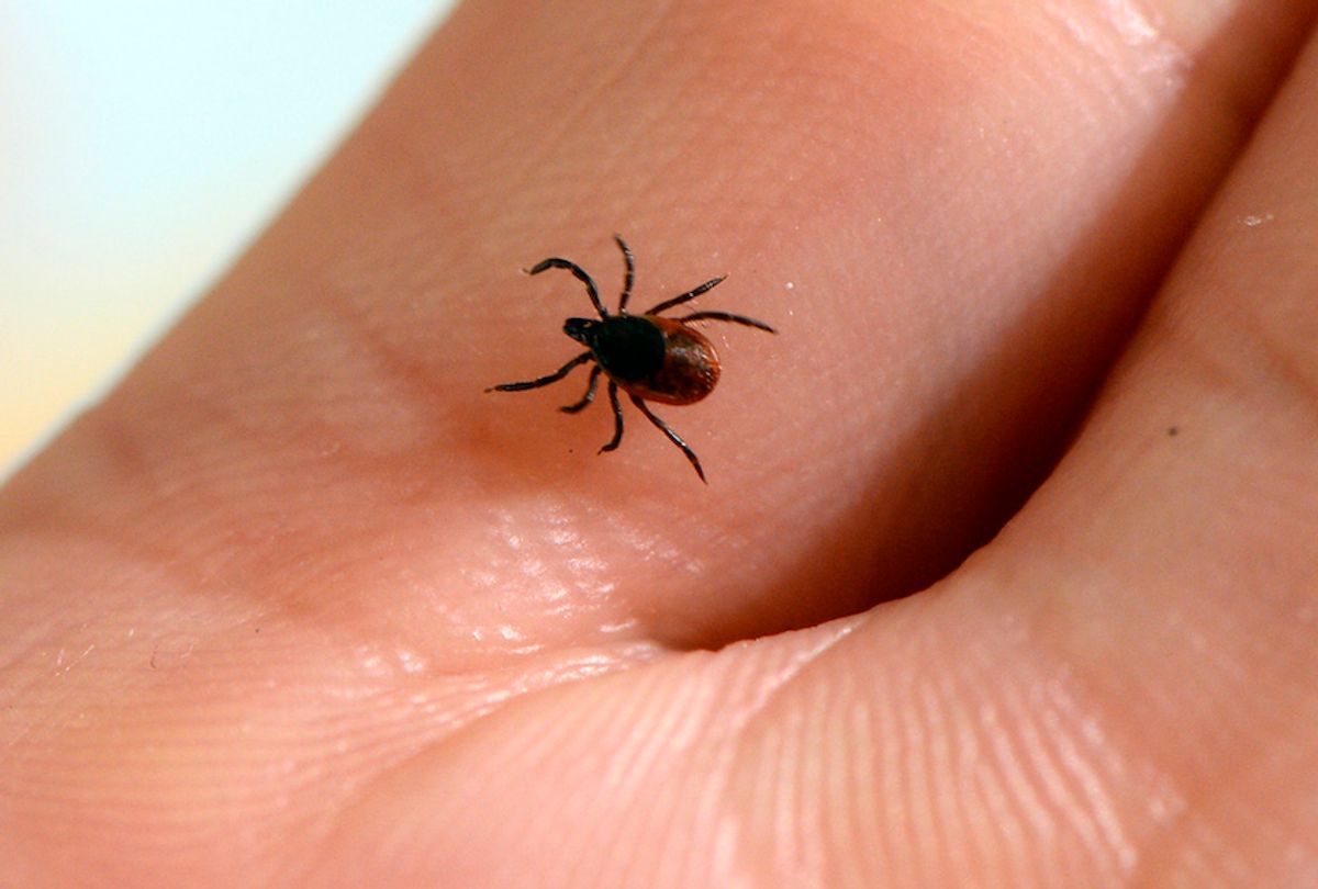A picture taken at the French National Institute of Agricultural Research (INRA) in Maison-Alfort, on July 20, 2016 shows a tick, whose bite can transmit the Lyme disease.  / AFP / BERTRAND GUAY/Getty Images) (Bertrand Guay/Getty Images)