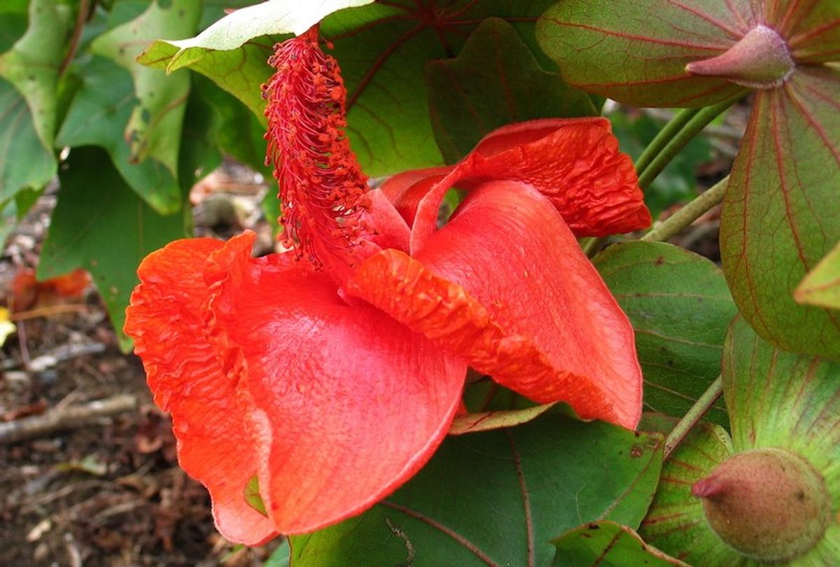 Kokia drynarioides, commonly known as Hawaiian tree cotton, is a species of flowering plant endemic to Hawaii that is critically threatened due to habitat loss and competition with invasive species. (David Eickhoff/Wikmedia Commons)